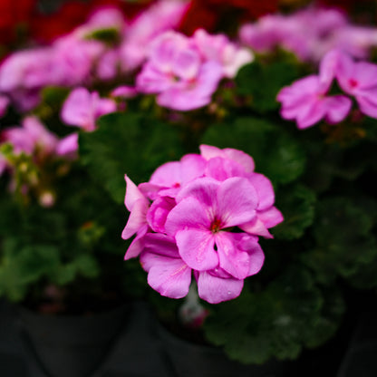 Geranium (4,5")