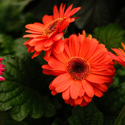 Gerbera (4.5")