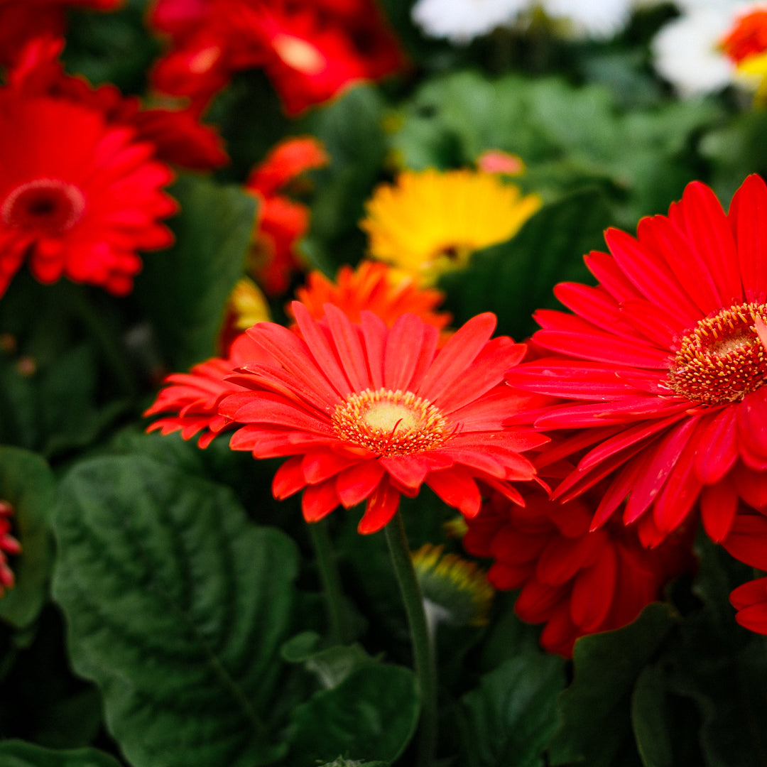 Gerbera (4.5")