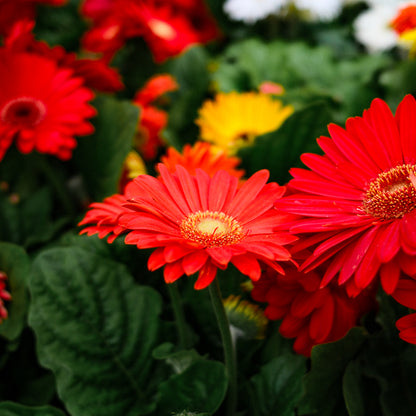 Gerbera (4.5")