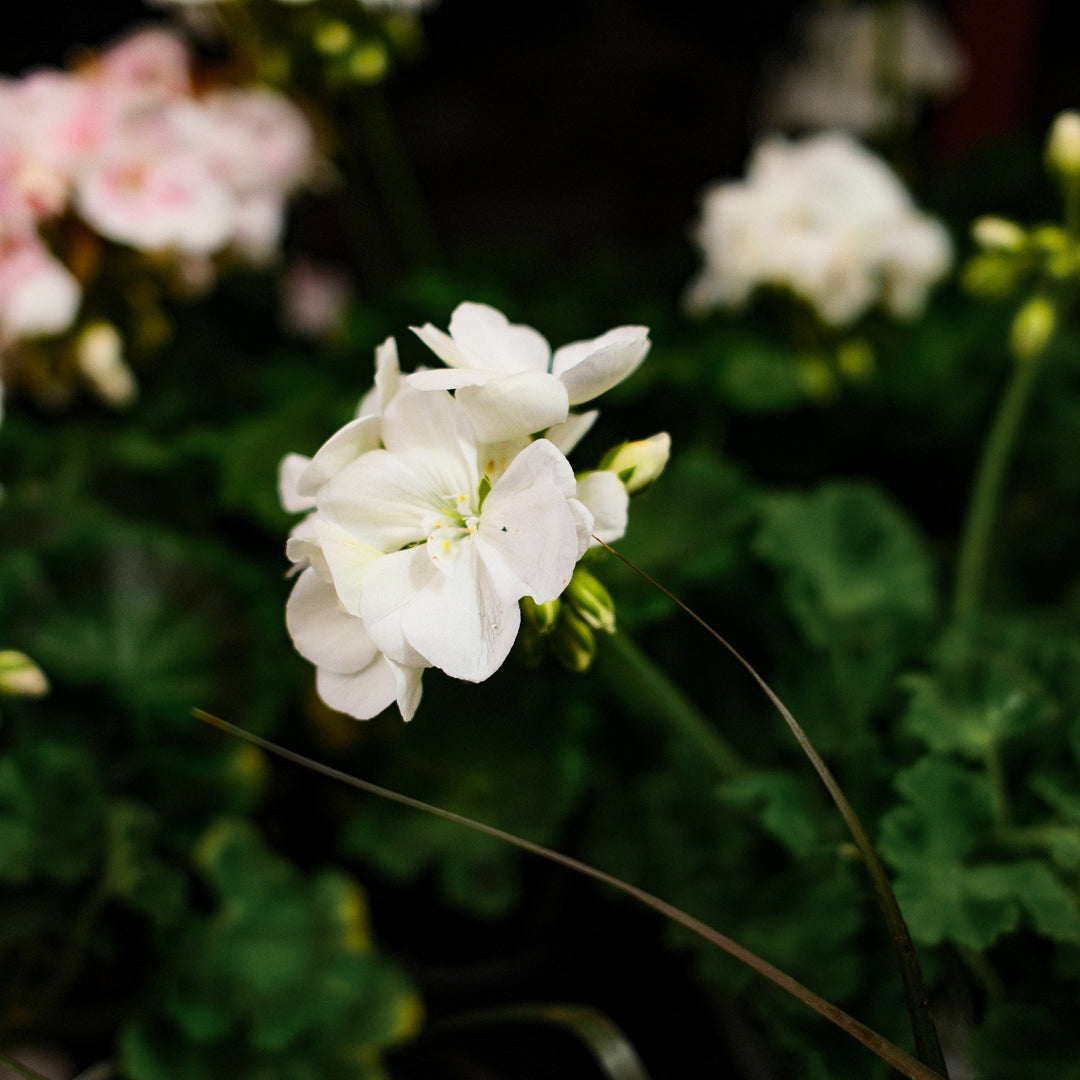 Geranium (4,5")
