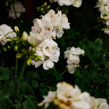 Geranium (4,5")