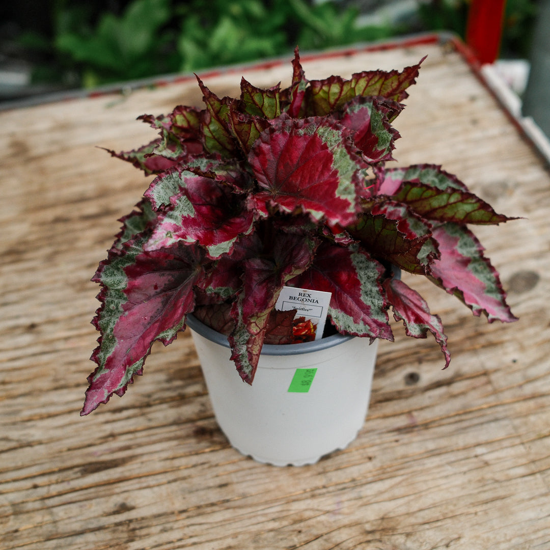Begonia Rex (4,5")