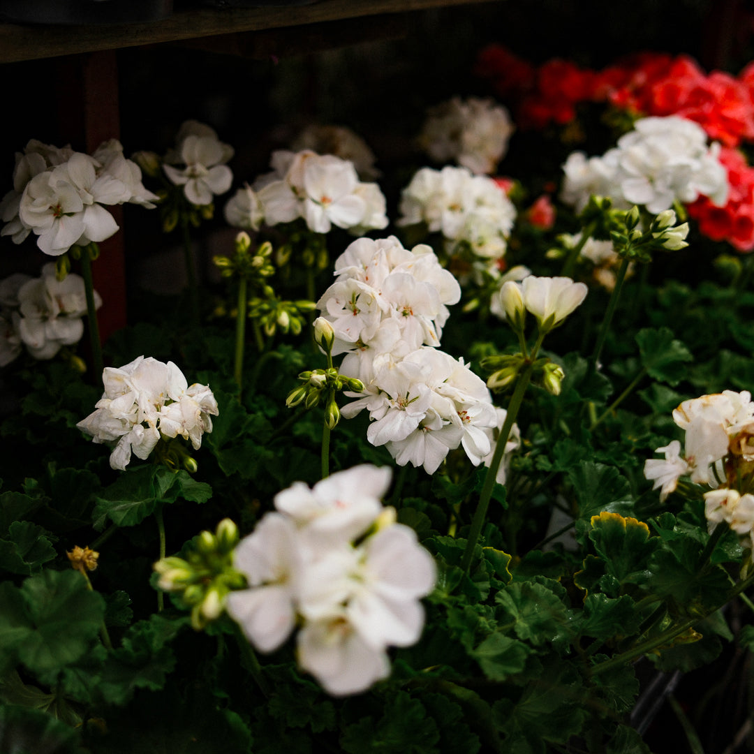 Geranium (4,5")