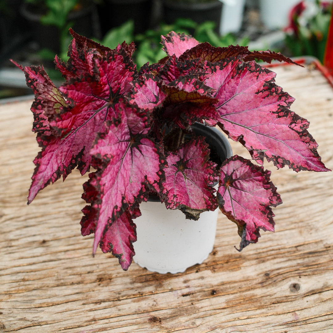Begonia Rex (4,5")