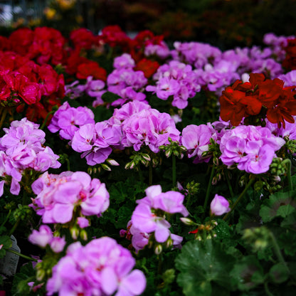 Geranium (4,5")