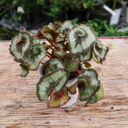 Begonia Rex (4,5")