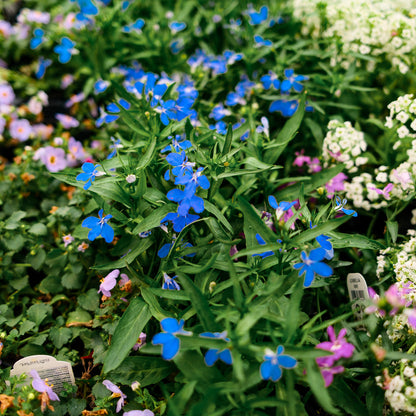 Lobelia (4.5")