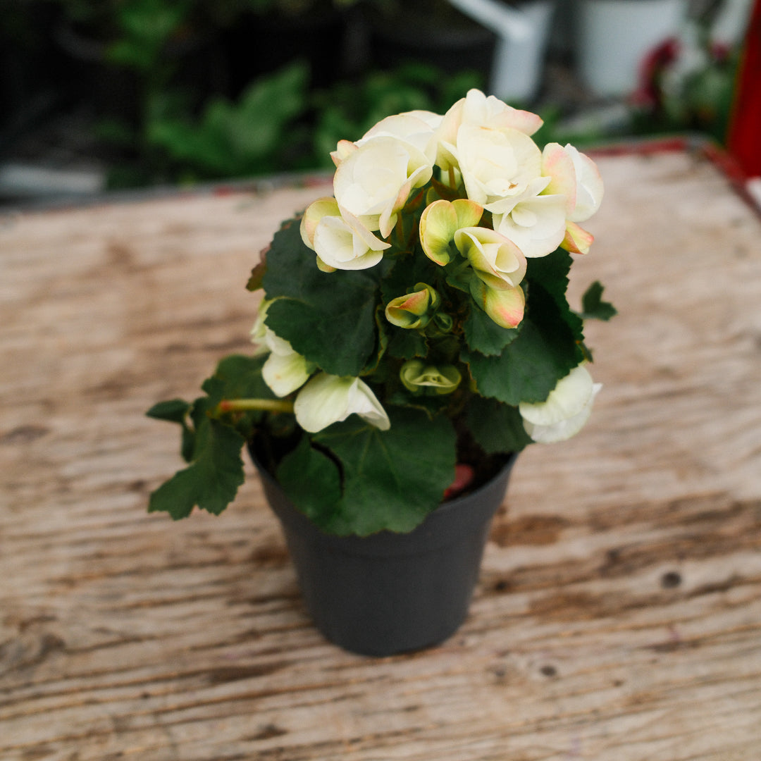Begonia Reiger (4.5")