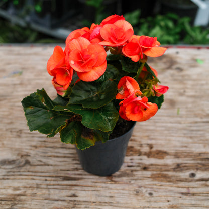 Begonia Reiger (4.5")
