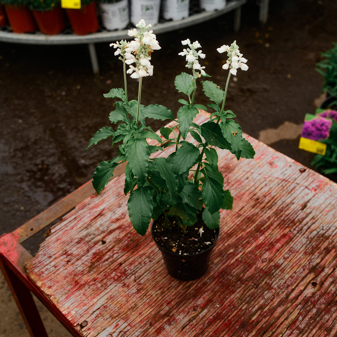 Salvia farinacea (4.5") 