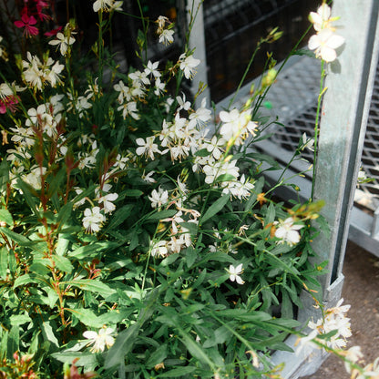 Gaura (4.5")