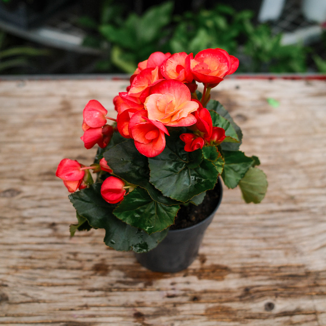 Begonia Reiger (4.5")