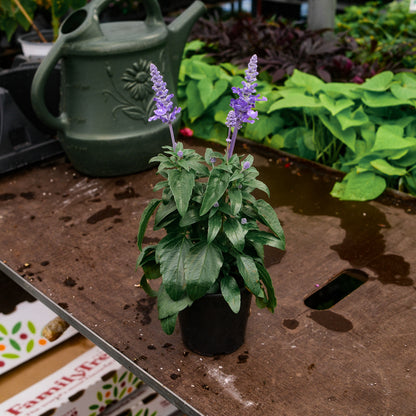 Salvia farinacea (4.5") 