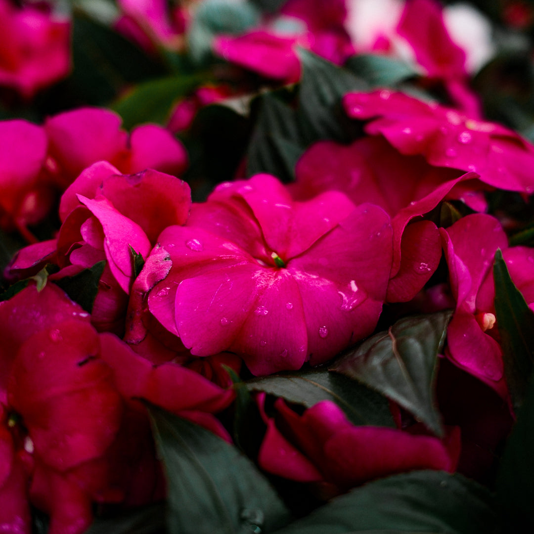 New Guinea Impatiens (4.5")