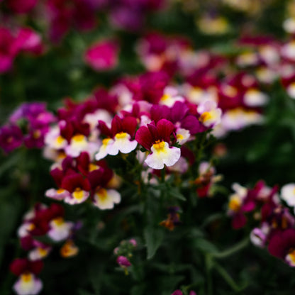 Nemesia (4,5")