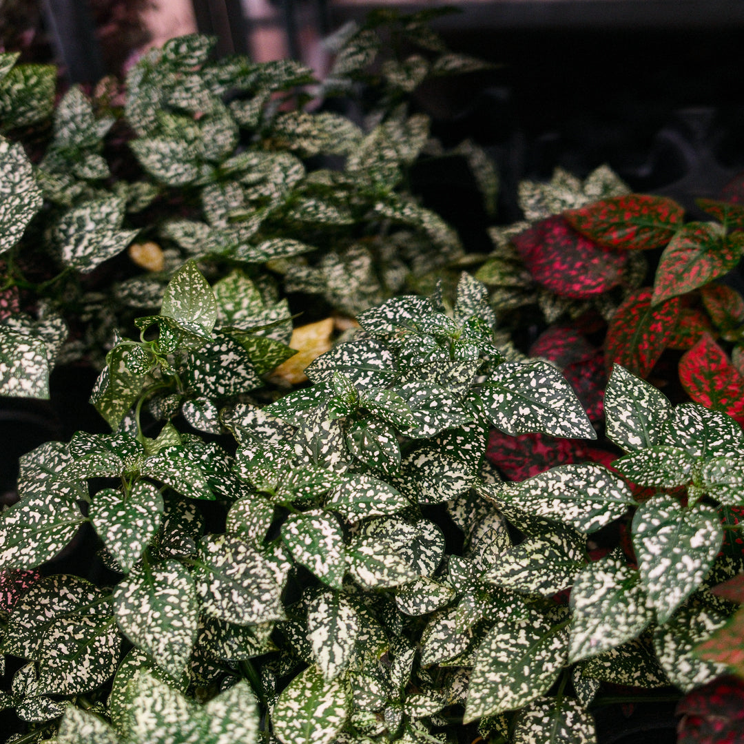 Hypoestes (4,5")