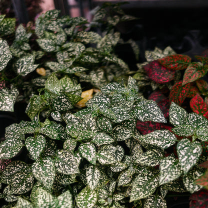 Hypoestes (4,5")