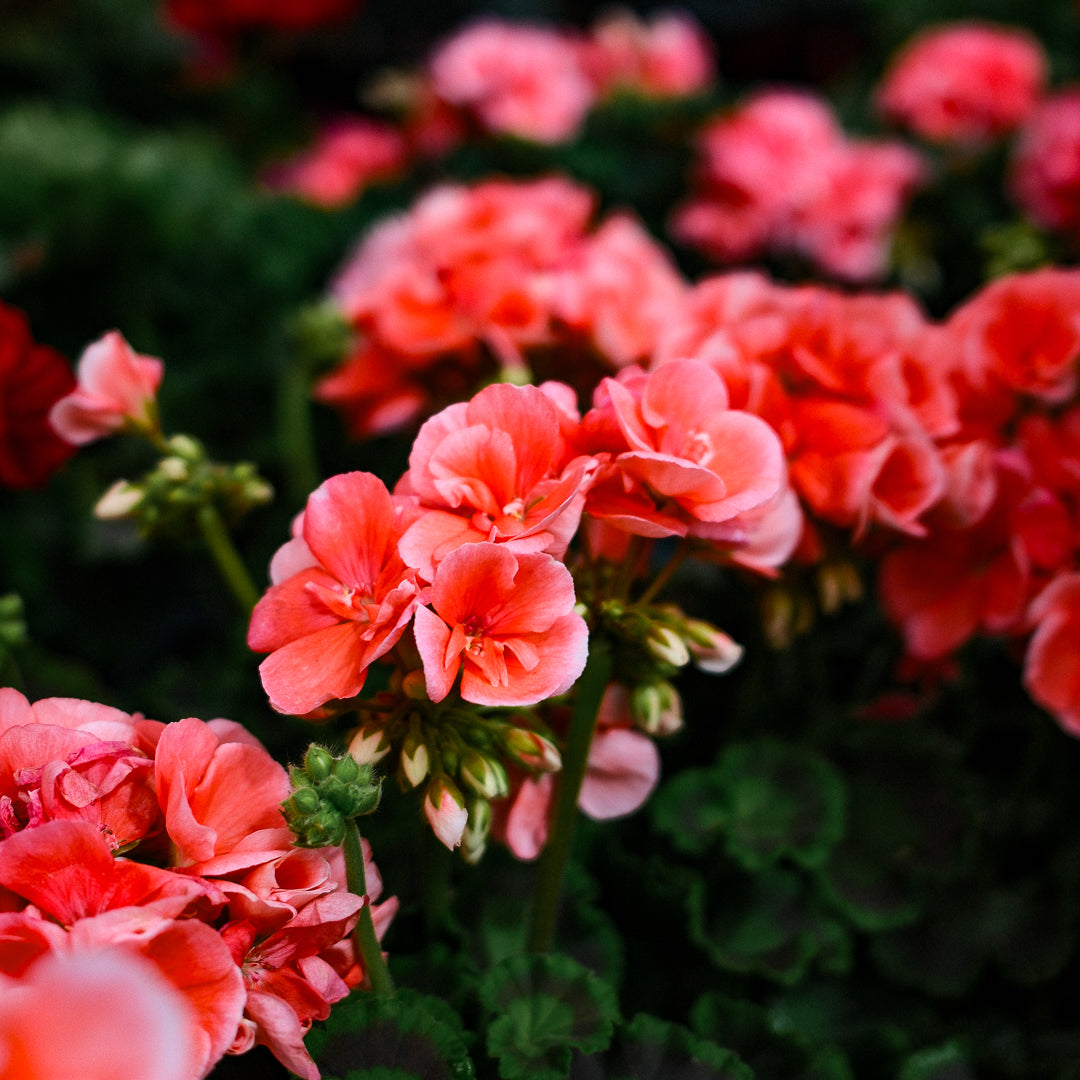 Geranium (4,5")