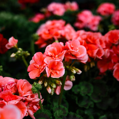 Geranium (4,5")