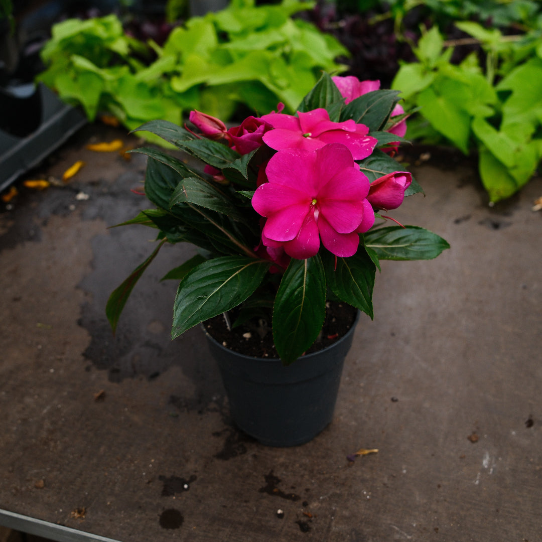 New Guinea Impatiens (4.5")