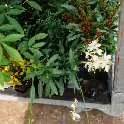 Gaura (4.5")