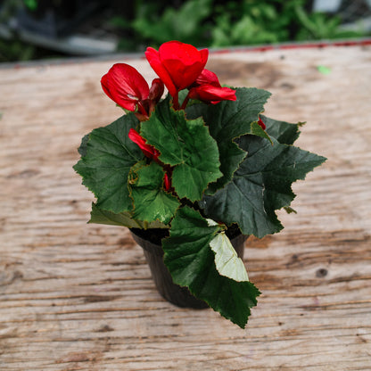 Begonia Reiger (4.5")