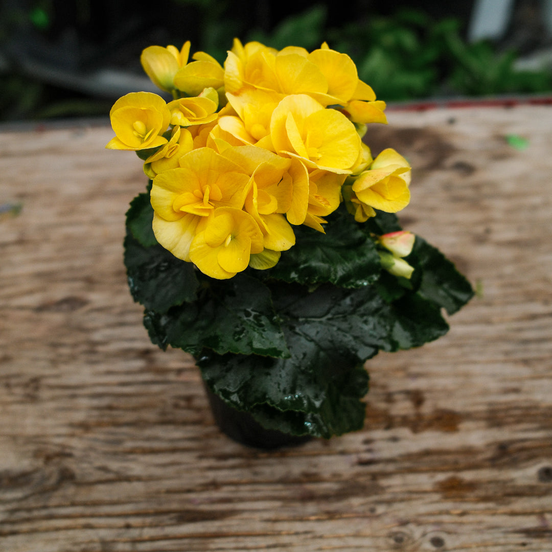 Begonia Reiger (4.5")