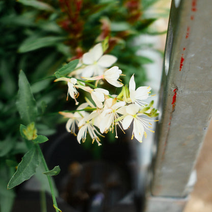 Gaura (4.5")