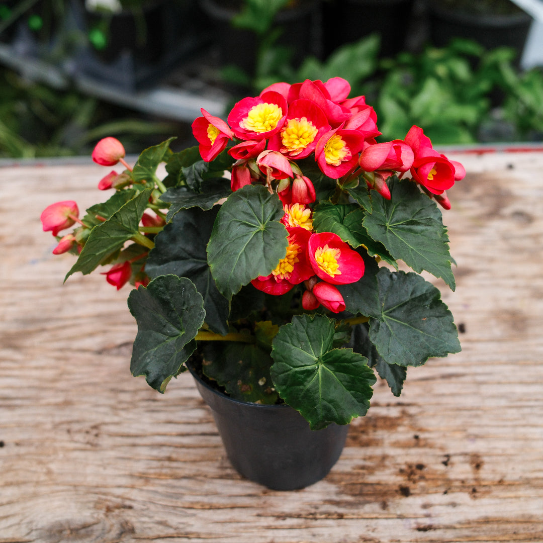 Begonia Reiger (4.5")