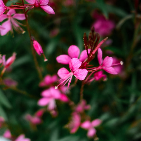 Gaura (4,5")