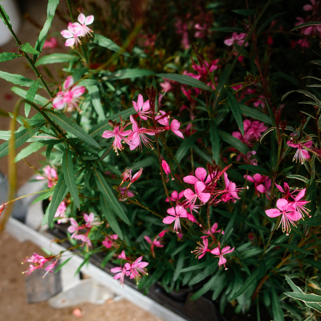 Gaura (4.5")