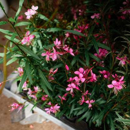 Gaura (4.5")