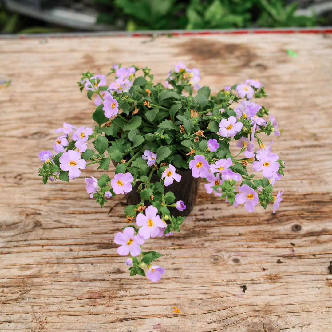 Bacopa (4.5") 