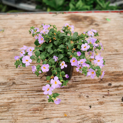 Bacopa (4.5") 