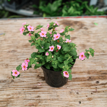 Bacopa (4.5") 