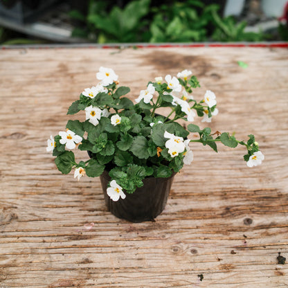 Bacopa (4.5") 