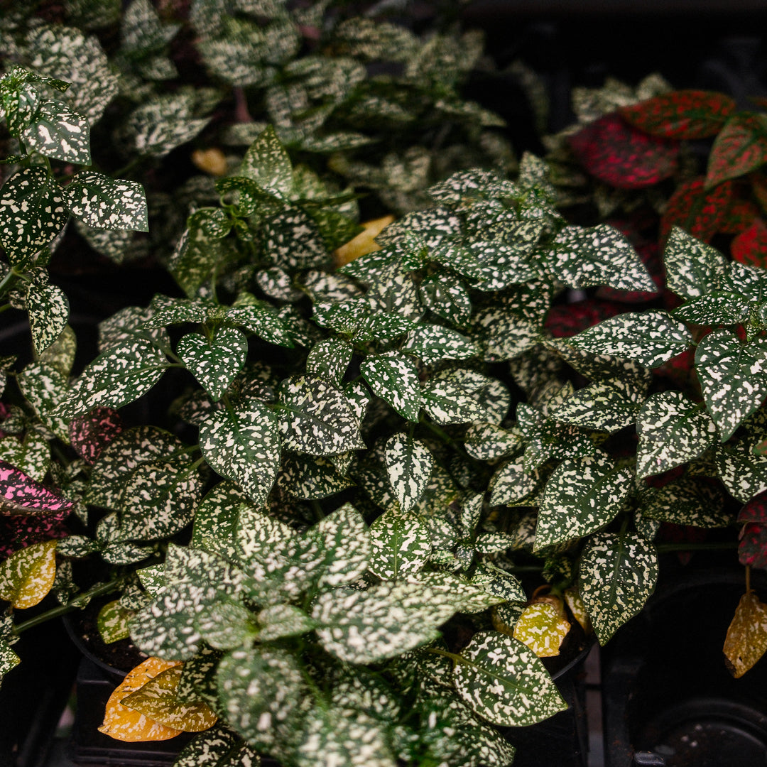 Hypoestes (4,5")