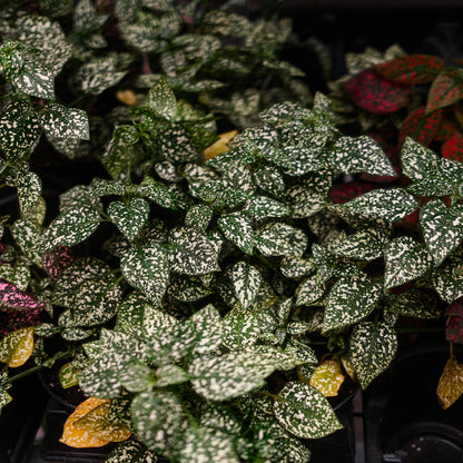 Hypoestes (4,5")