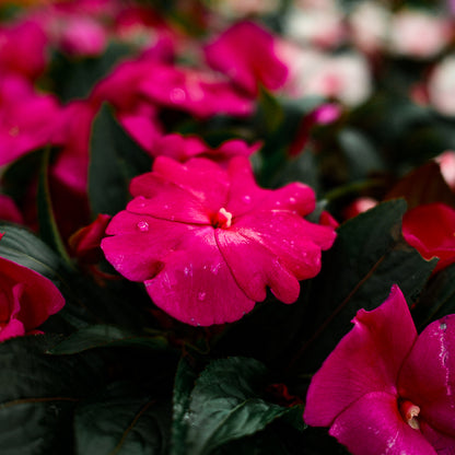 New Guinea Impatiens (4.5")