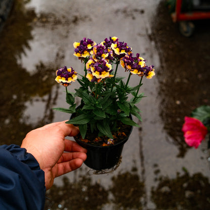 Nemesia (4,5")