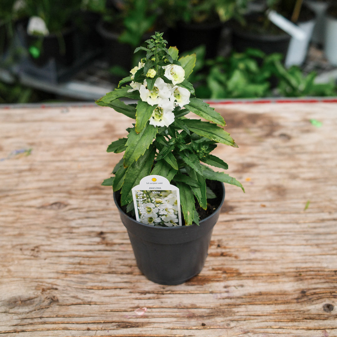 Angelonia (4.5")
