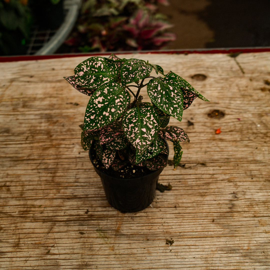 Hypoestes (4,5")