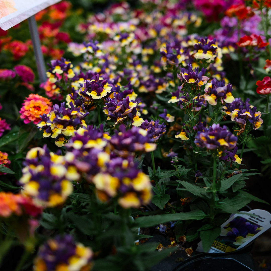 Nemesia (4,5")