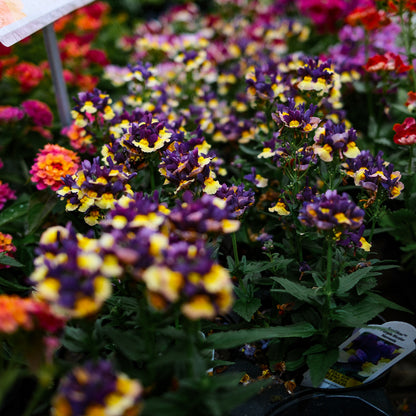 Nemesia (4,5")