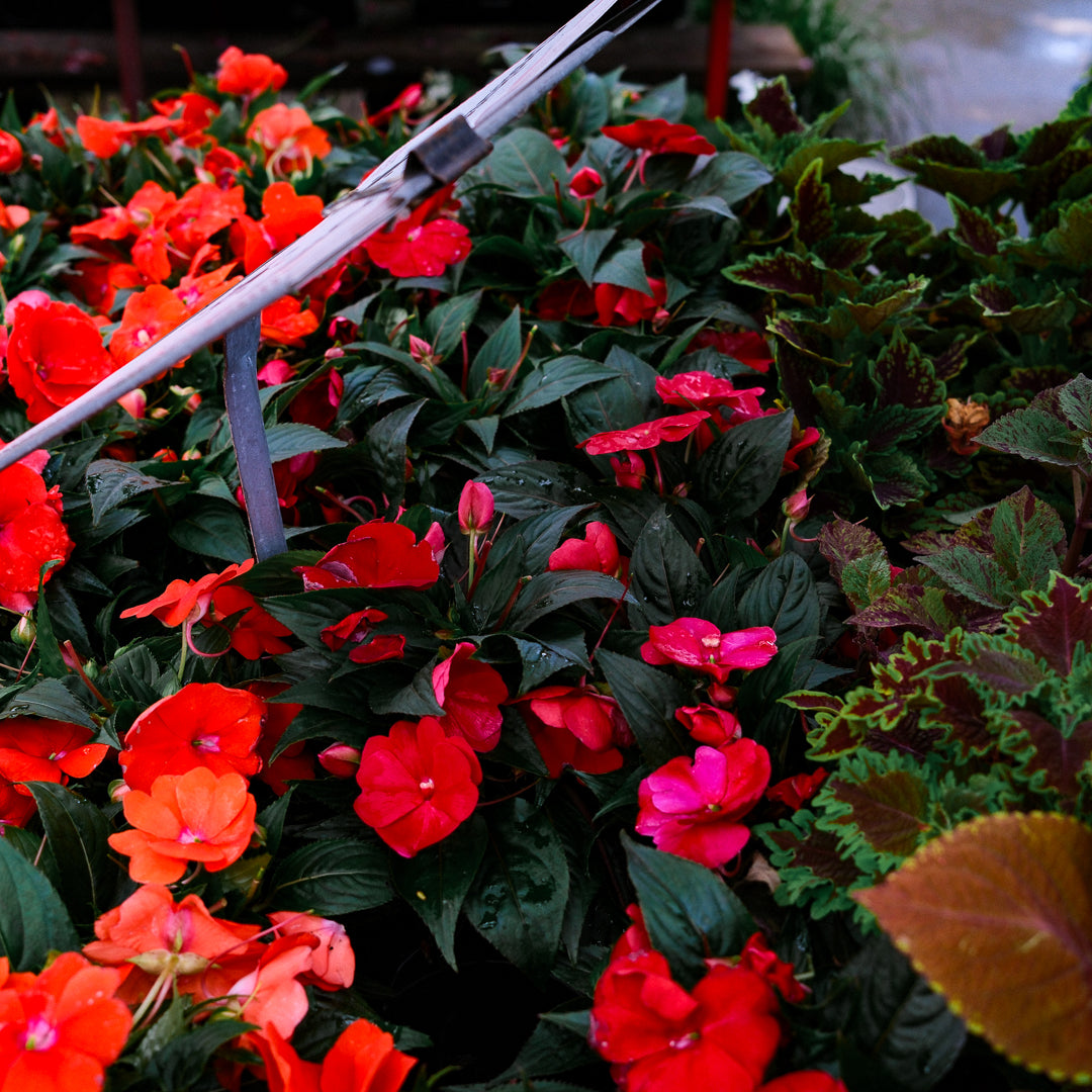 New Guinea Impatiens (4.5")
