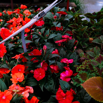 New Guinea Impatiens (4.5")