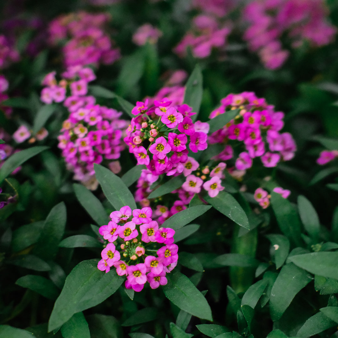 Sweet Alyssum (4,5")