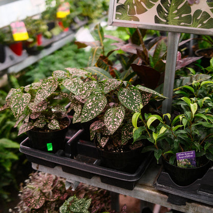 Hypoestes (4,5")