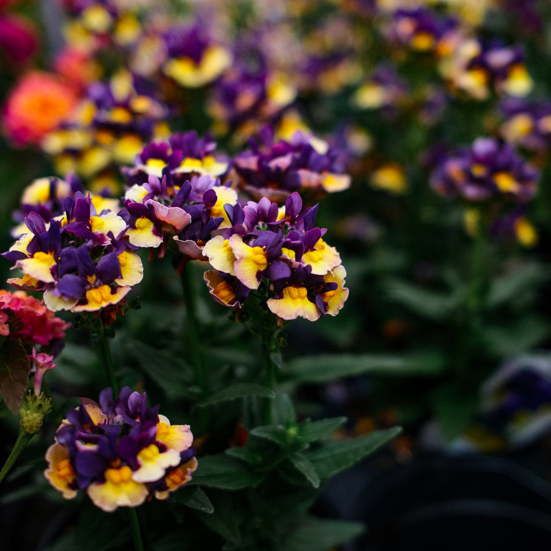 Nemesia (4,5")